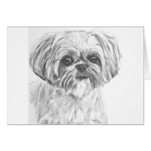 Shih Tzu Drawing