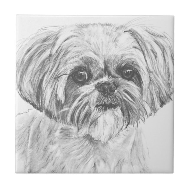 Shih Tzu Drawing Tile (Front)