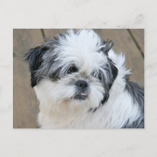 shih tzu face postcard