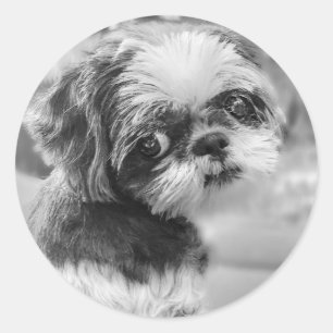 Shih Tzu Girl Black and White Stickers