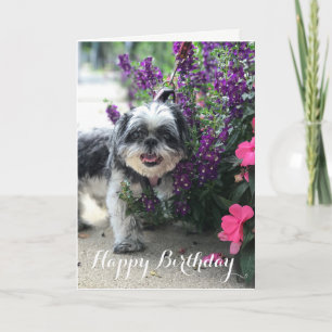 Shih Tzu Girl Carte de voeux d'anniversaire