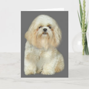 Shih Tzu Greeting Card