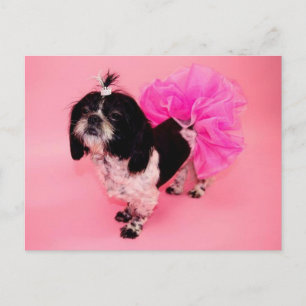 Shih Tzu Greetings Postcard