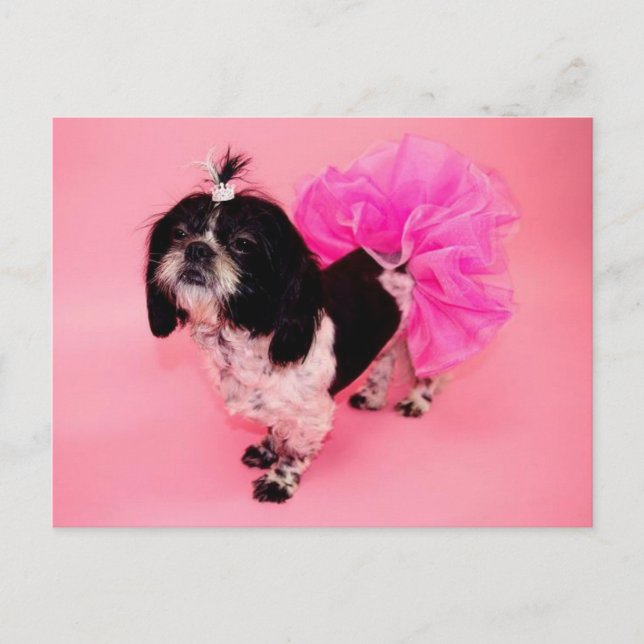 Shih Tzu Greetings Postcard (Front)