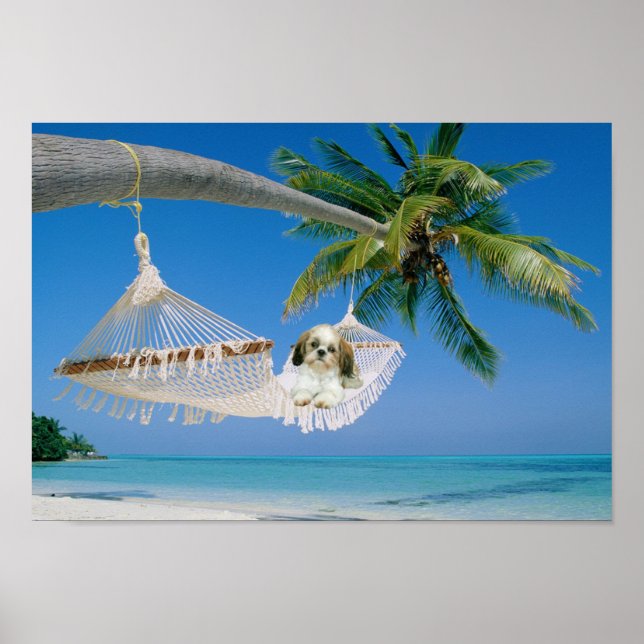 Shih Tzu Hanging Out Poster (Devant)