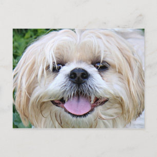 Shih Tzu Happy Face! Postcard