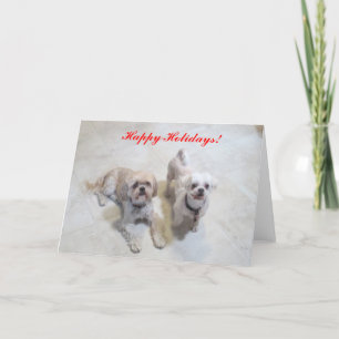 Shih Tzu Happy Holidays Card