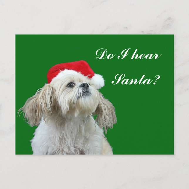 Shih Tzu listens for Santa Holiday Postcard (Front)