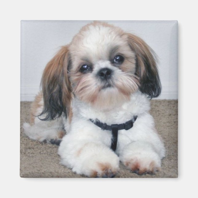 Shih Tzu Magnet (Devant)