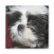 Shih Tzu Magnet