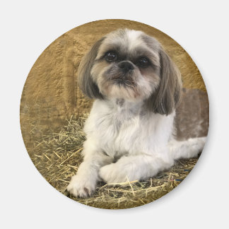 Shih Tzu Magnet 2