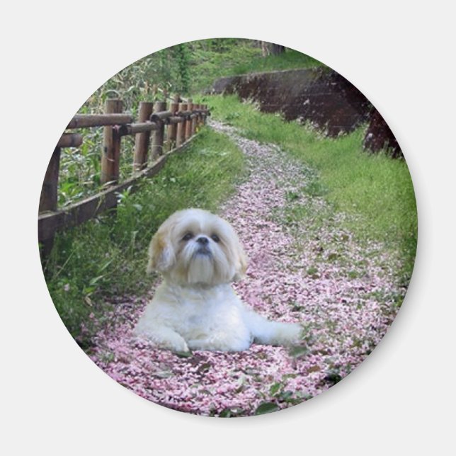 Shih Tzu Magnet Purple Fleurs (Devant)