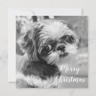 Shih Tzu  Merry Christmas Postcard