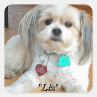 Shih Tzu nommé Sticker Liz