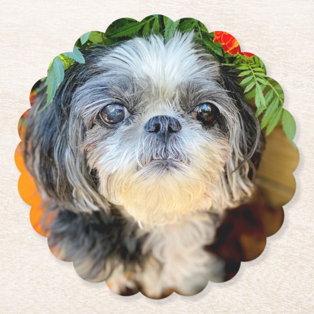 Shih Tzu Paper Coasters (Front)