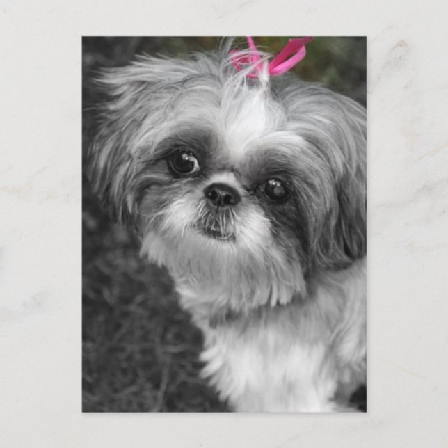 Shih Tzu Post Card (Front)