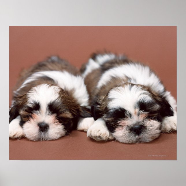 Shih Tzu Poster (Front)