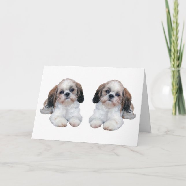 Shih Tzu Puppies Card (Front)