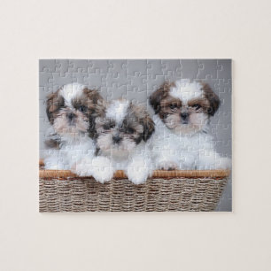 Shih Tzu puppies Jigsaw Puzzle