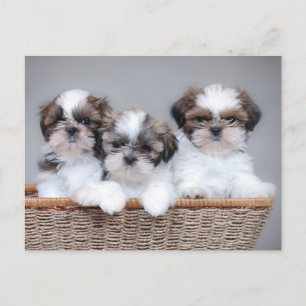 Shih Tzu puppies Postcard