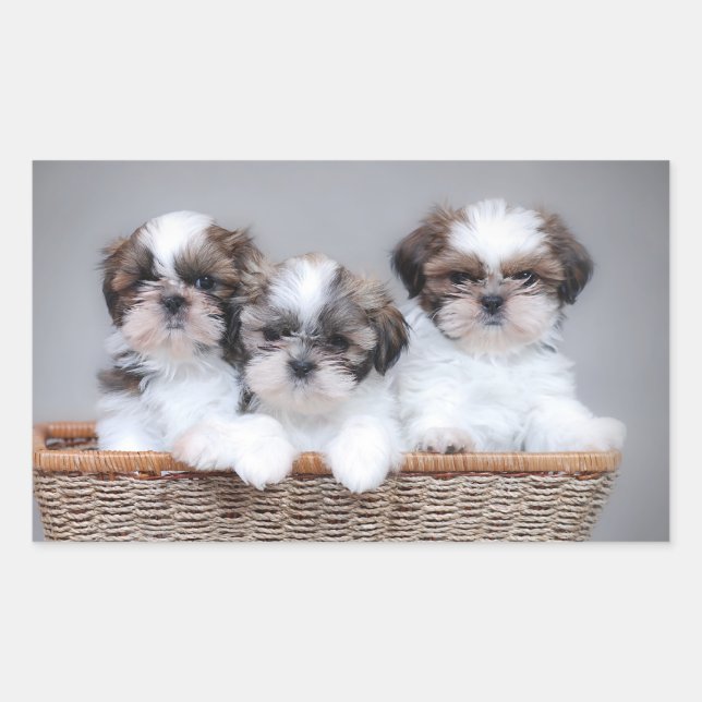 Shih Tzu puppies Sticker (Front)