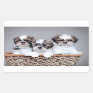Shih Tzu puppies Sticker