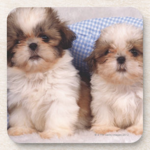 Shih Tzu puppies under a checked blanket Coaster