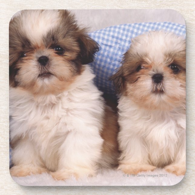 Shih Tzu puppies under a checked blanket Coaster (Front)