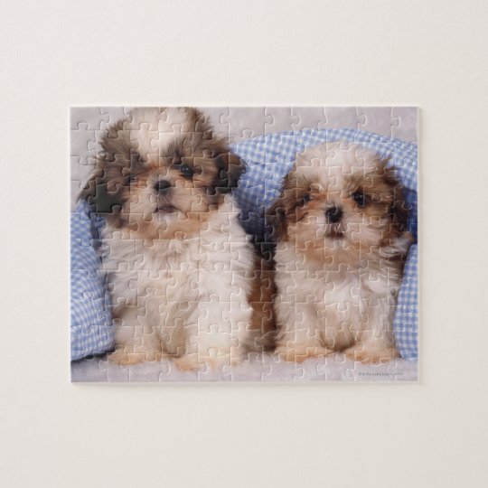 Shih Tzu puppies under a checked blanket Jigsaw Puzzle | Zazzle.ca