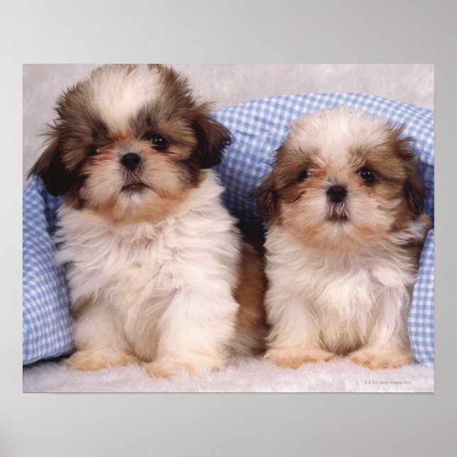 Shih Tzu puppies under a checked blanket Poster (Front)