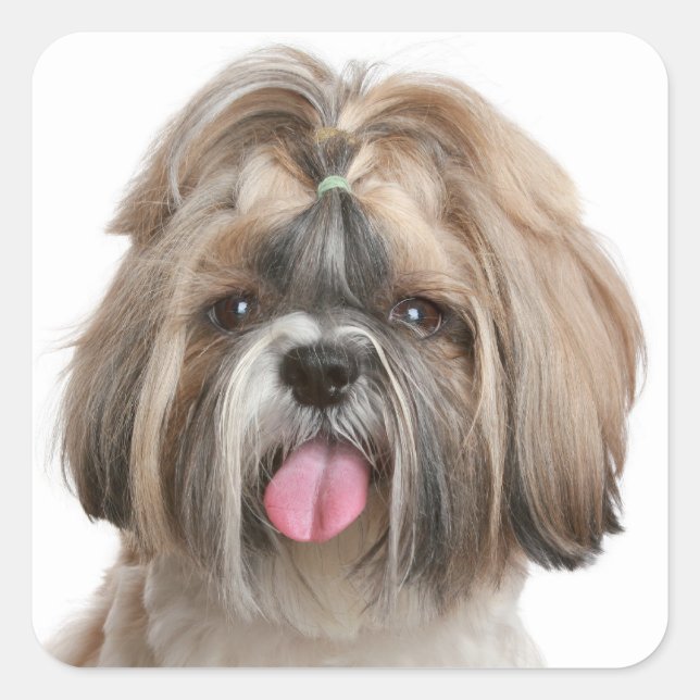 Shih Tzu Puppy Dog Greeting Stickers (Front)