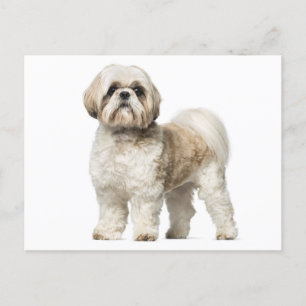 Shih Tzu Puppy Dog - Hello, Love, Miss You Postcard