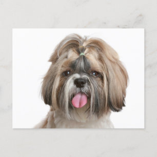 Shih Tzu Puppy Dog - Hello Love, Thinking of You Postcard