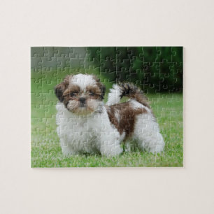 Shih tzu puppy jigsaw puzzle