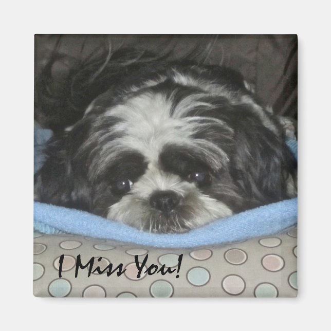 Shih Tzu Puppy Magnet - Order as is or Personalize (Front)