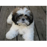 Shih-tzu Puppy Photo Sculpture Ornament<br><div class="desc">This cute little shih-tzu puppy ornament is a must have for every dog lover!</div>