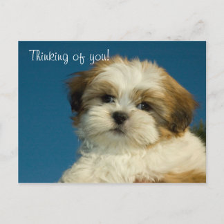 Shih Tzu Puppy "Thinking of you" PostCard