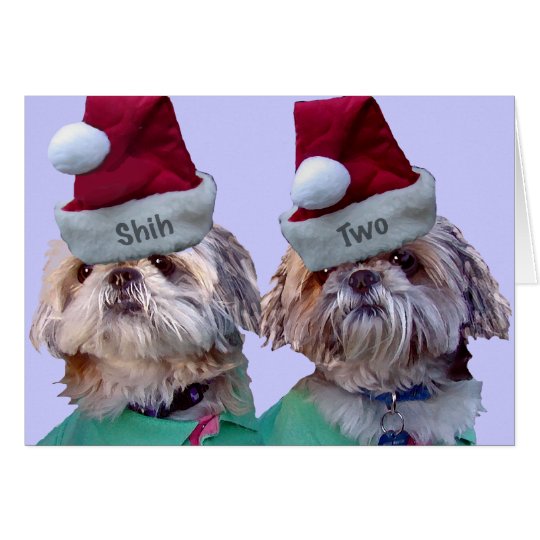 Shih Tzu -Shih Two Card