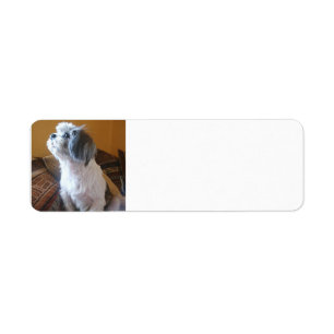 Shih_Tzu sitting.png
