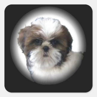 Shih-Tzu Square Sticker