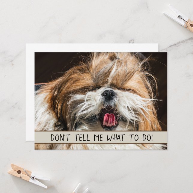 Shih tzu tongue funny Don't tell me what do card (Front/Back In Situ)