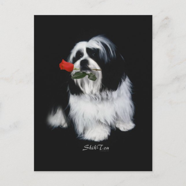 Shih Tzu With Rose Postcard (Front)