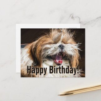 Shih tzu yawning laughing funny Happy birthday  Postcard