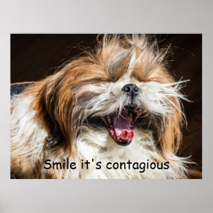 Shih tzu yawning laughing smile text customize poster