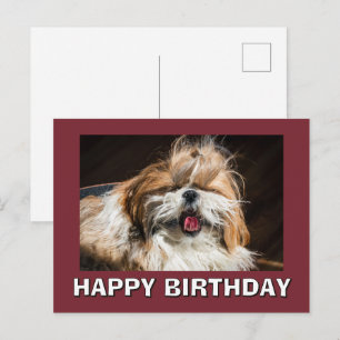 Shih tzu yawning tongue funny cute Happy birthday Postcard
