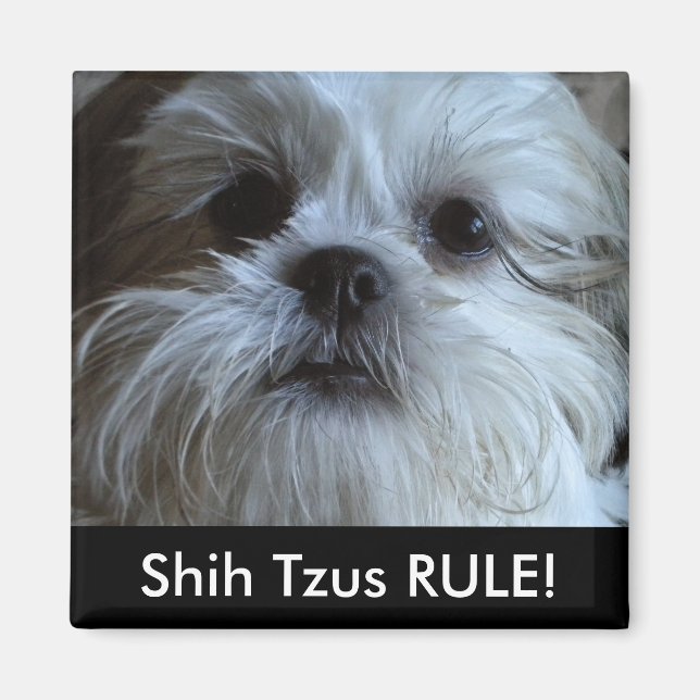 Shih Tzus RULE Réfrigérateur Aimant (Devant)