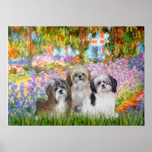 Shih Tzus (three) - Garden Poster