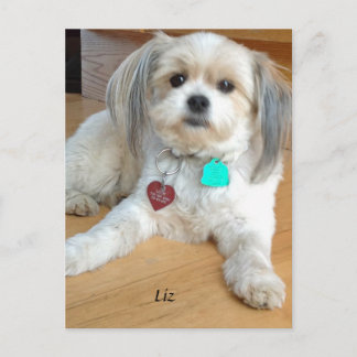 Shih TzuX named Liz Postcard