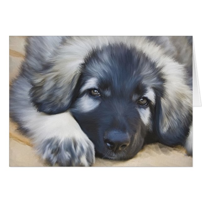 Shiloh Shepherd (Front Horizontal)