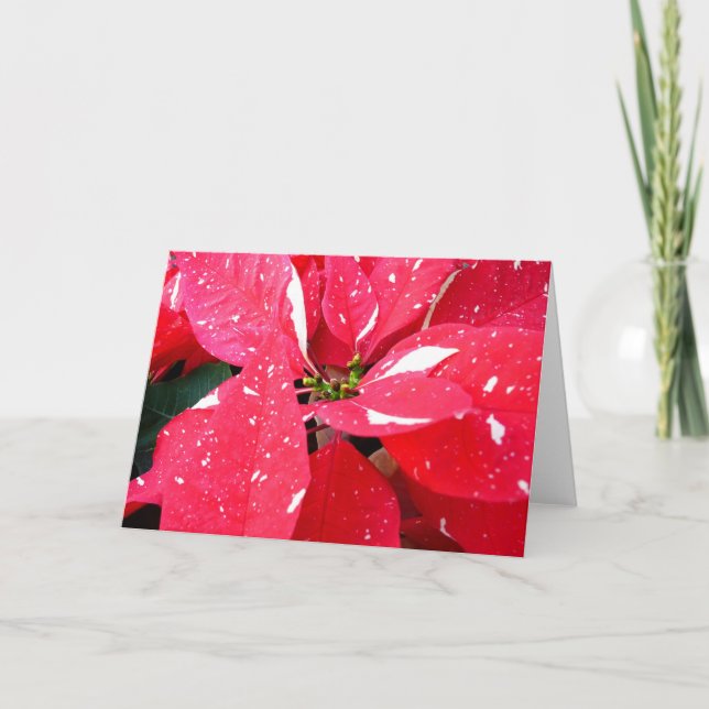 Shimmer Star Surprise Poinsettia Holiday Floral (Front)